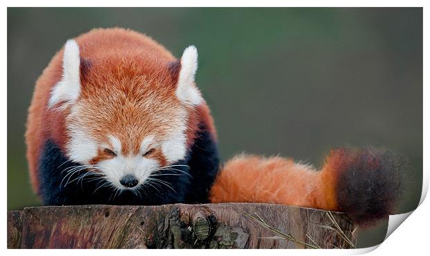 Red Panda Print by Orange FrameStudio
