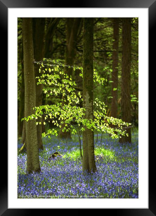 sunlit tree and bluebells  Framed Mounted Print by Simon Johnson