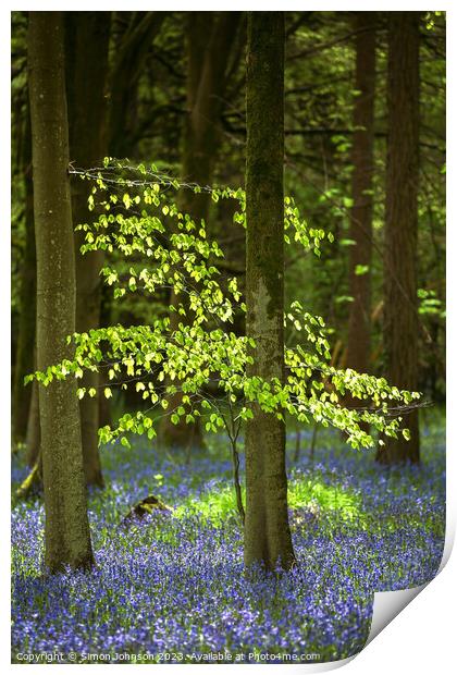 sunlit tree and bluebells  Print by Simon Johnson
