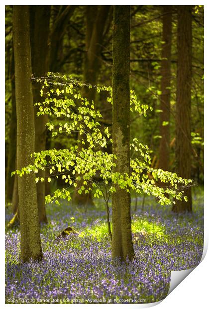 sunlit tree and bluebells Print by Simon Johnson