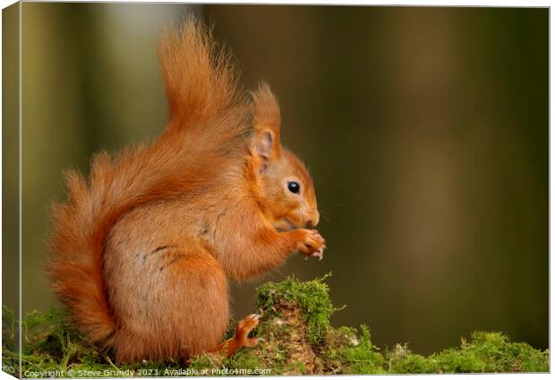 Red Squirrel Nibbling Nuts Canvas Print by Steve Grundy