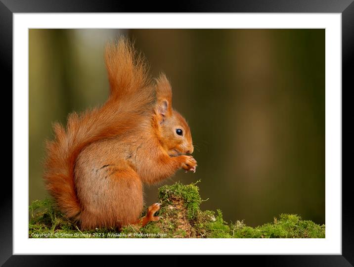 Red Squirrel Nibbling Nuts Framed Mounted Print by Steve Grundy