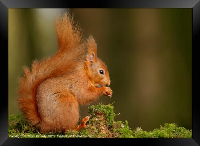Red Squirrel Nibbling Nuts Framed Print by Steve Grundy