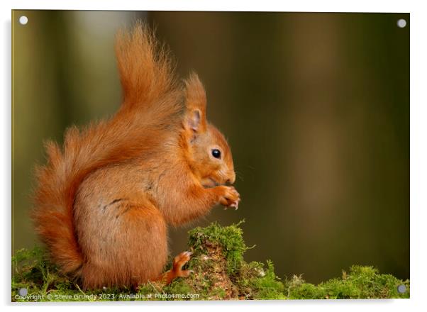 Red Squirrel Nibbling Nuts Acrylic by Steve Grundy