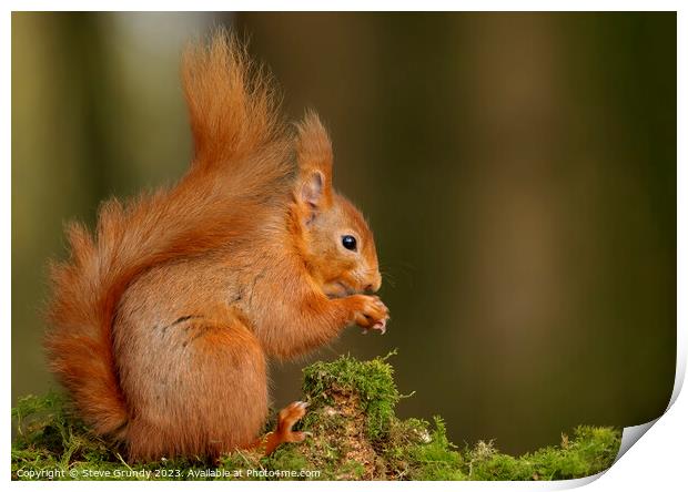 Red Squirrel Nibbling Nuts Print by Steve Grundy