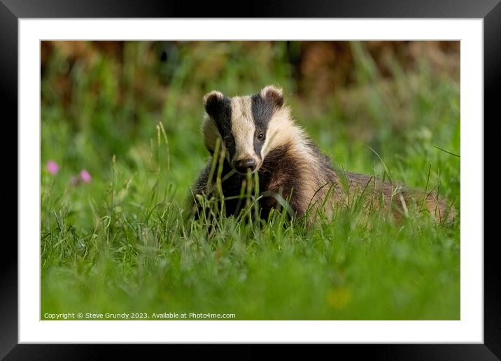 Evening Badger Encounter Framed Mounted Print by Steve Grundy