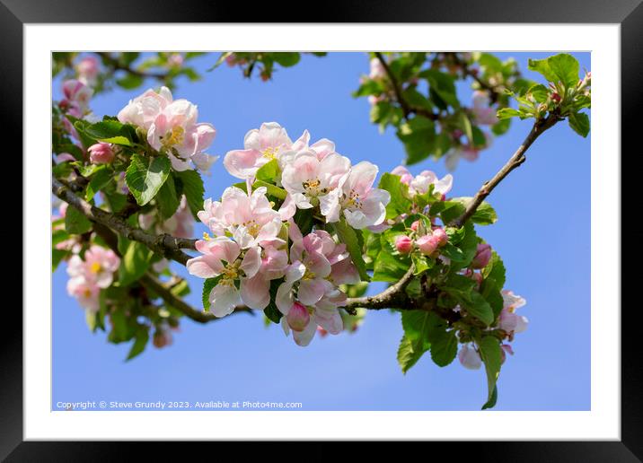 Apple Blossom Heralds the Spring Framed Mounted Print by Steve Grundy