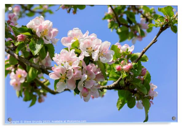 Apple Blossom Heralds the Spring Acrylic by Steve Grundy