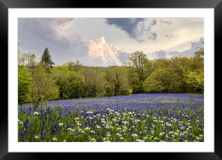 English Bluebell Wood, Cornwall Framed Mounted Print by kathy white