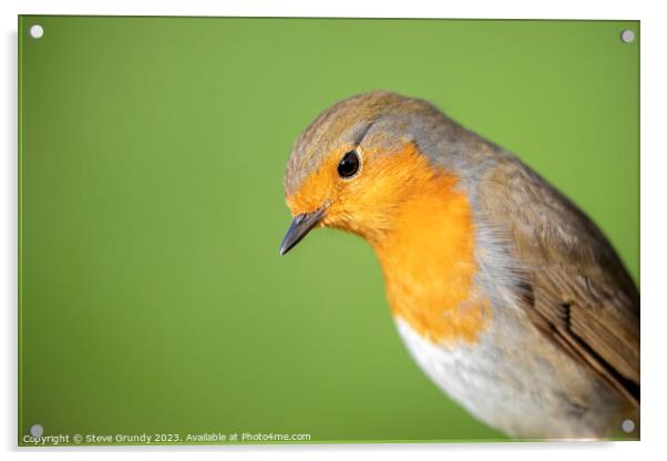 Curious Robin Acrylic by Steve Grundy