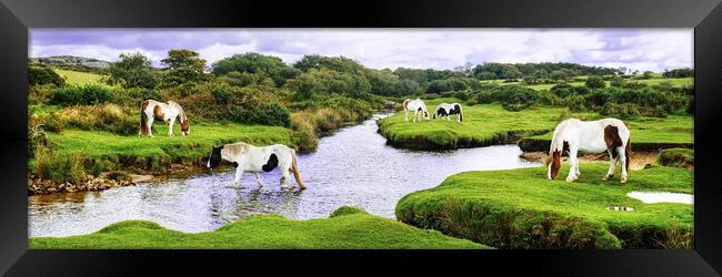 Bodmin Moor Ponies Cornwall Panoramic Framed Print by Diana Mower