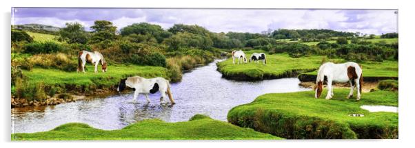 Bodmin Moor Ponies Cornwall Panoramic Acrylic by Diana Mower