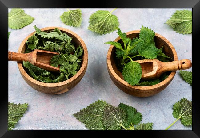 Green leaves fresh and dry nettle. Framed Print by Mykola Lunov Mykola