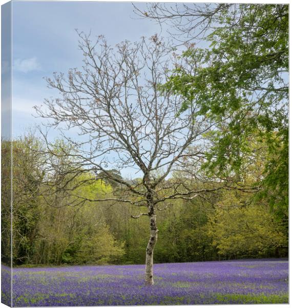 English Bluebell Wood, Canvas Print by kathy white