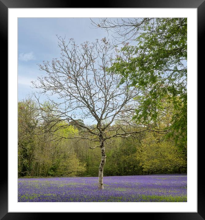 English Bluebell Wood, Framed Mounted Print by kathy white