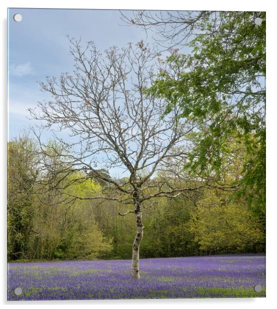 English Bluebell Wood, Acrylic by kathy white