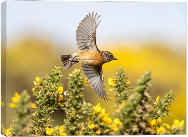 Stonechat Flying through gorse in bloom.   Canvas Print by Colin Allen