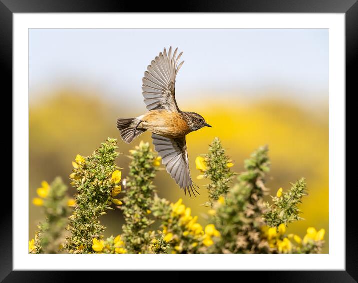 Stonechat Flying through gorse in bloom.   Framed Mounted Print by Colin Allen