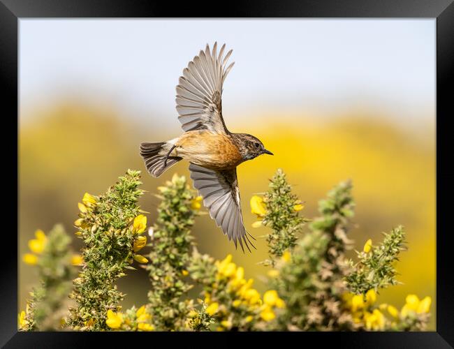 Stonechat Flying through gorse in bloom.   Framed Print by Colin Allen