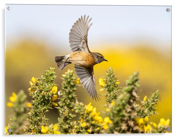 Stonechat Flying through gorse in bloom.   Acrylic by Colin Allen