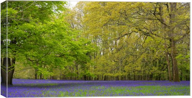 Enchanted Bluebell Forest in Rural England Canvas Print by kathy white