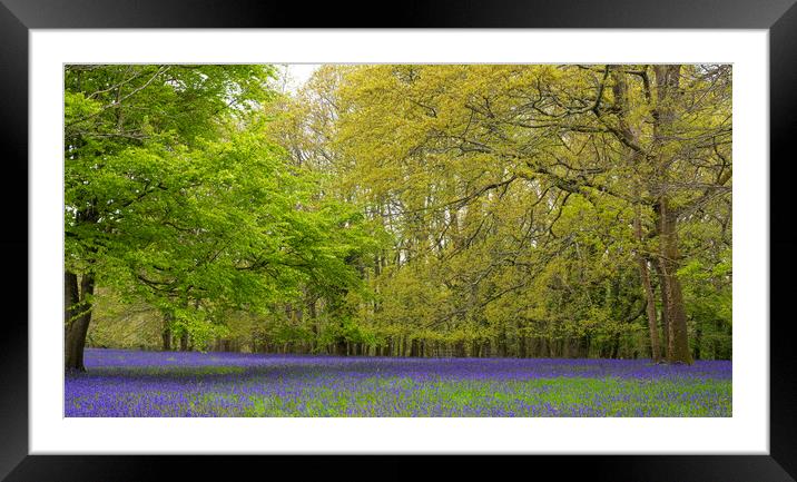Enchanted Bluebell Forest in Rural England Framed Mounted Print by kathy white