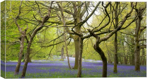English Bluebell Wood, Cornwall Canvas Print by kathy white