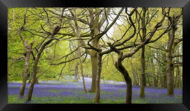English Bluebell Wood, Cornwall Framed Print by kathy white