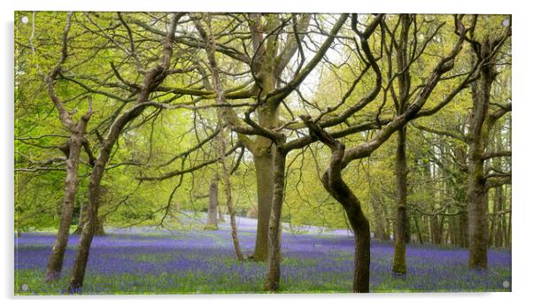 English Bluebell Wood, Cornwall Acrylic by kathy white