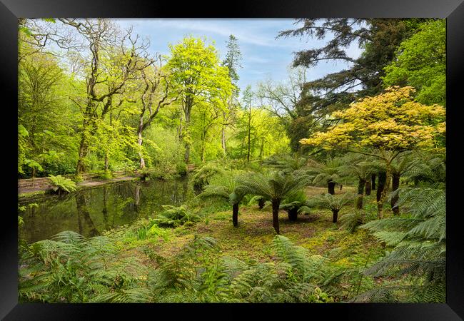 The tree ferns, in a Spring Woodland Framed Print by kathy white