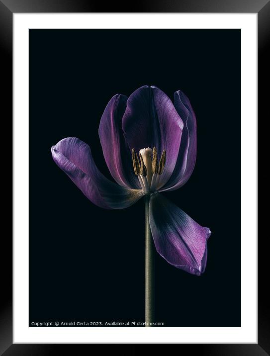 Purple Tulip  Framed Mounted Print by Arnold Certa