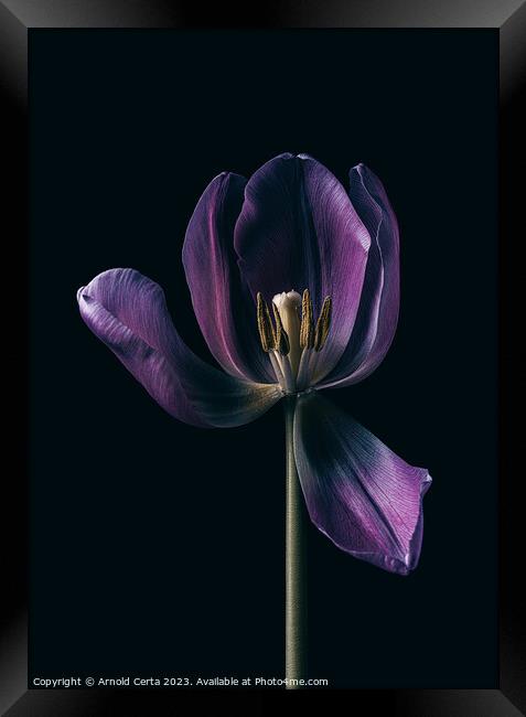 Purple Tulip  Framed Print by Arnold Certa