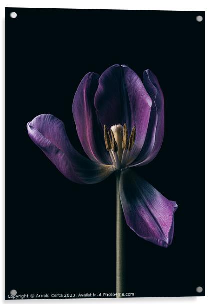 Purple Tulip  Acrylic by Arnold Certa