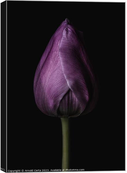Purple Tulip Canvas Print by Arnold Certa