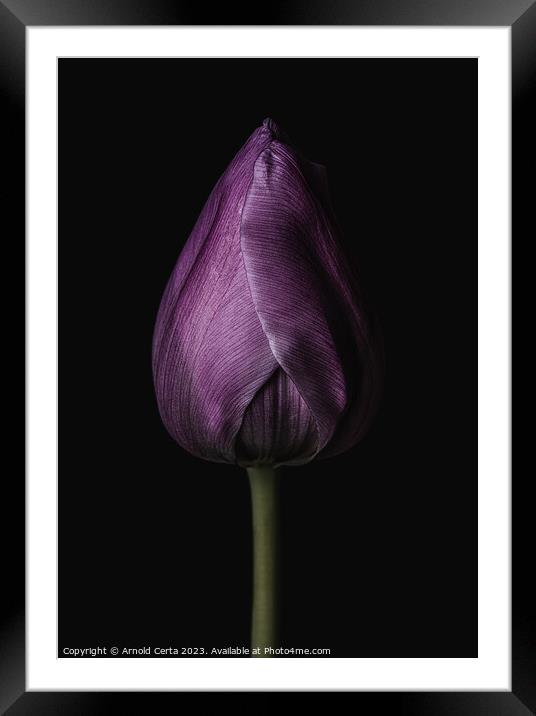 Purple Tulip Framed Mounted Print by Arnold Certa