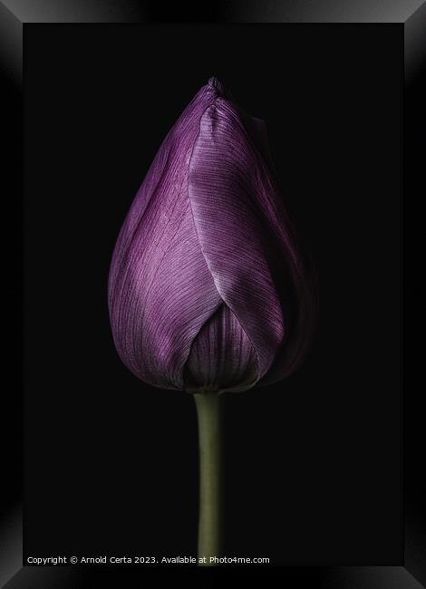 Purple Tulip Framed Print by Arnold Certa