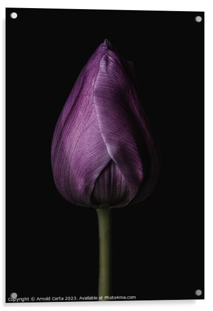 Purple Tulip Acrylic by Arnold Certa