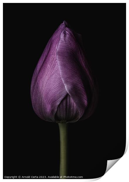 Purple Tulip Print by Arnold Certa
