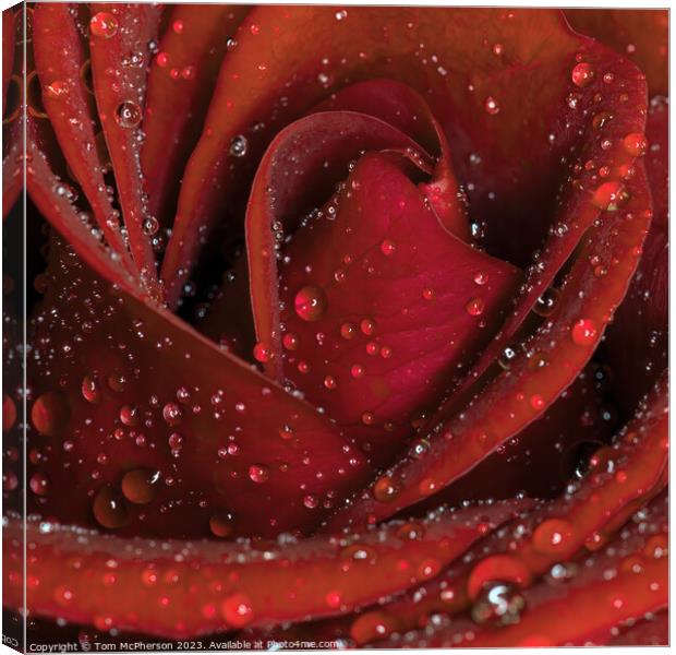 Glistening Rose in the Rain Canvas Print by Tom McPherson
