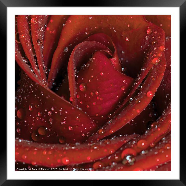 Glistening Rose in the Rain Framed Mounted Print by Tom McPherson