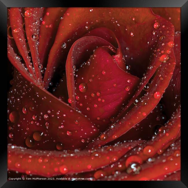 Glistening Rose in the Rain Framed Print by Tom McPherson