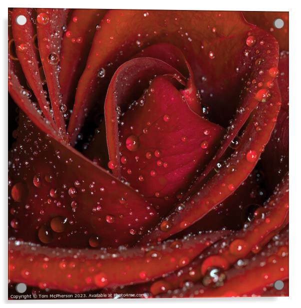 Glistening Rose in the Rain Acrylic by Tom McPherson