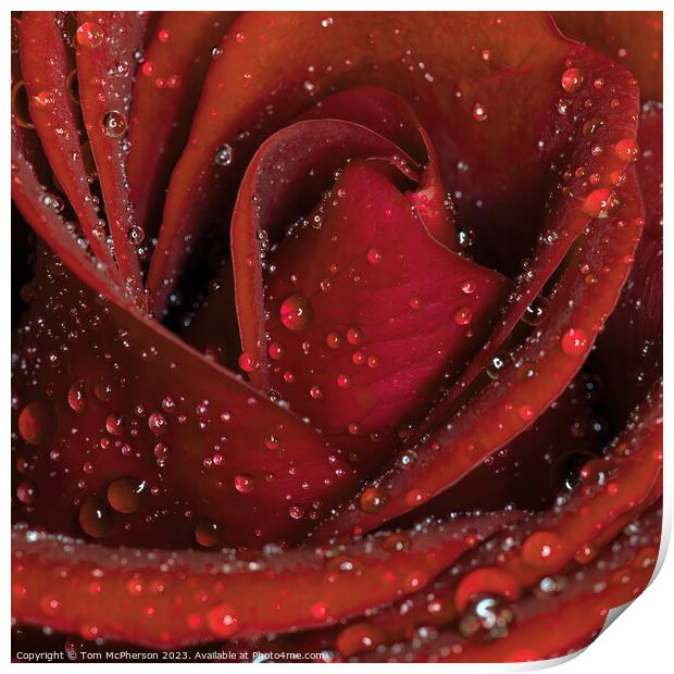 Glistening Rose in the Rain Print by Tom McPherson