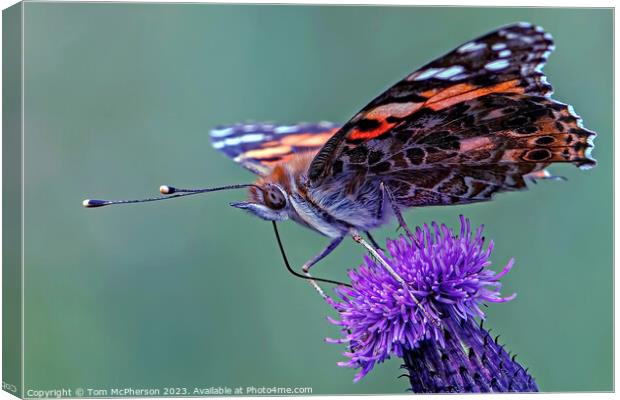 Painted Lady butterfly Canvas Print by Tom McPherson