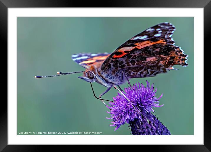 Painted Lady butterfly Framed Mounted Print by Tom McPherson