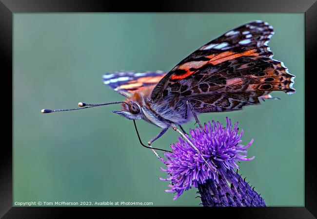 Painted Lady butterfly Framed Print by Tom McPherson