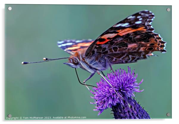 Painted Lady butterfly Acrylic by Tom McPherson