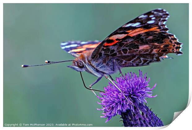 Painted Lady butterfly Print by Tom McPherson