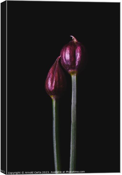 Chives Canvas Print by Arnold Certa