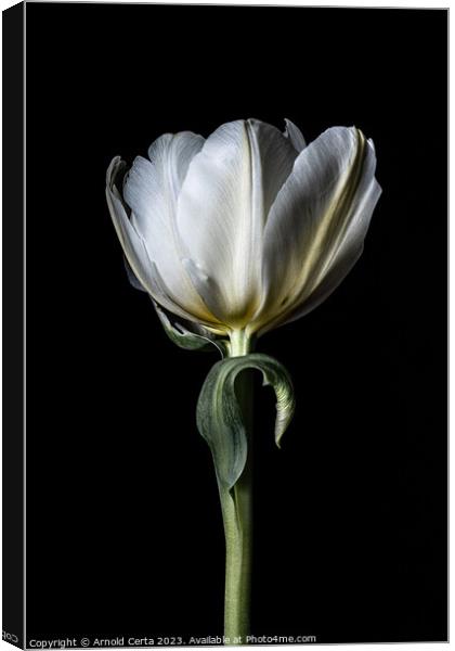 White tulip  Canvas Print by Arnold Certa